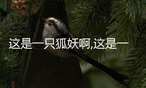 这是一只狐妖啊,这是一只狐妖啊